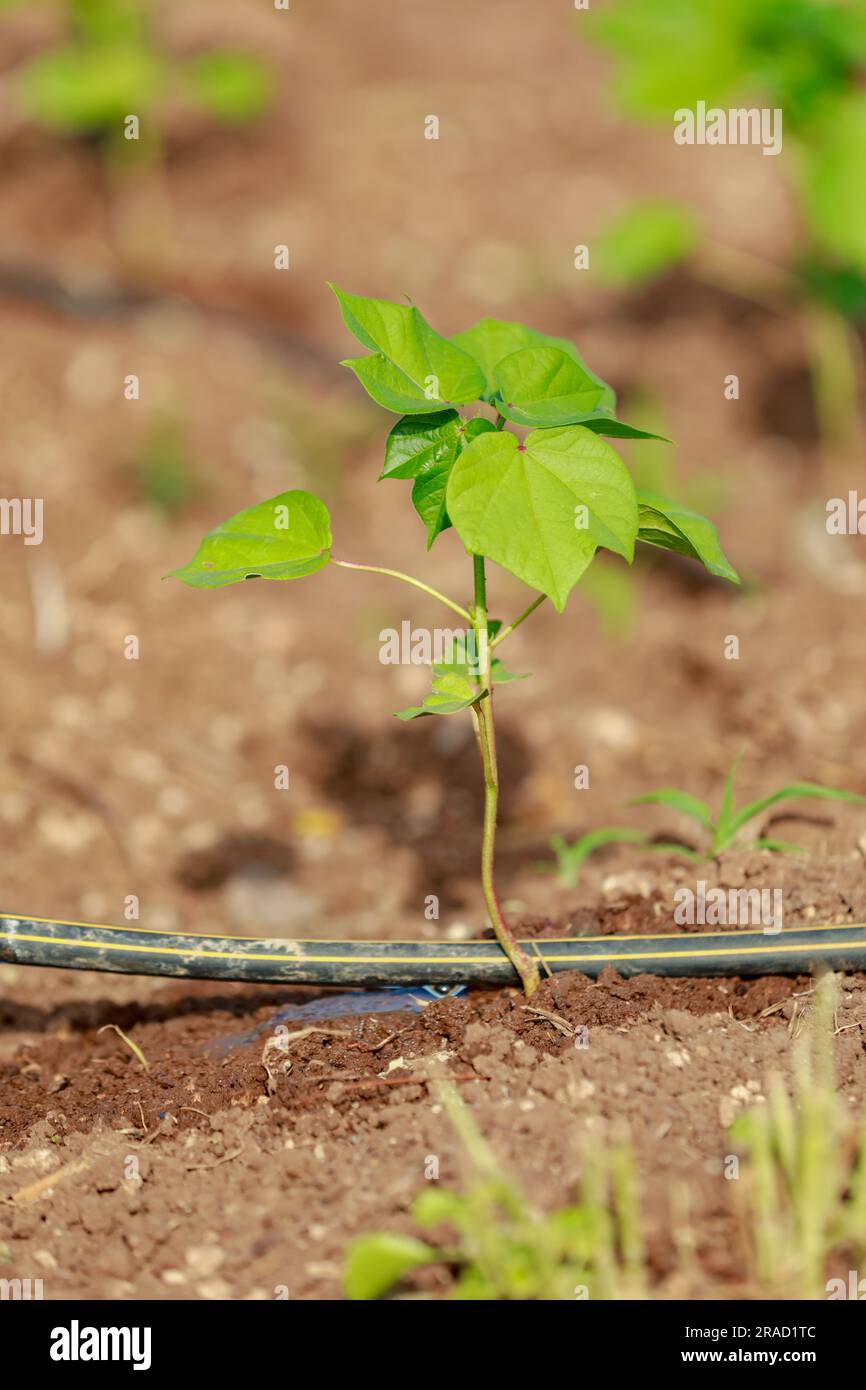 Albero indiano di cotone per bambini, piccola pianta cresce in fattoria Foto Stock