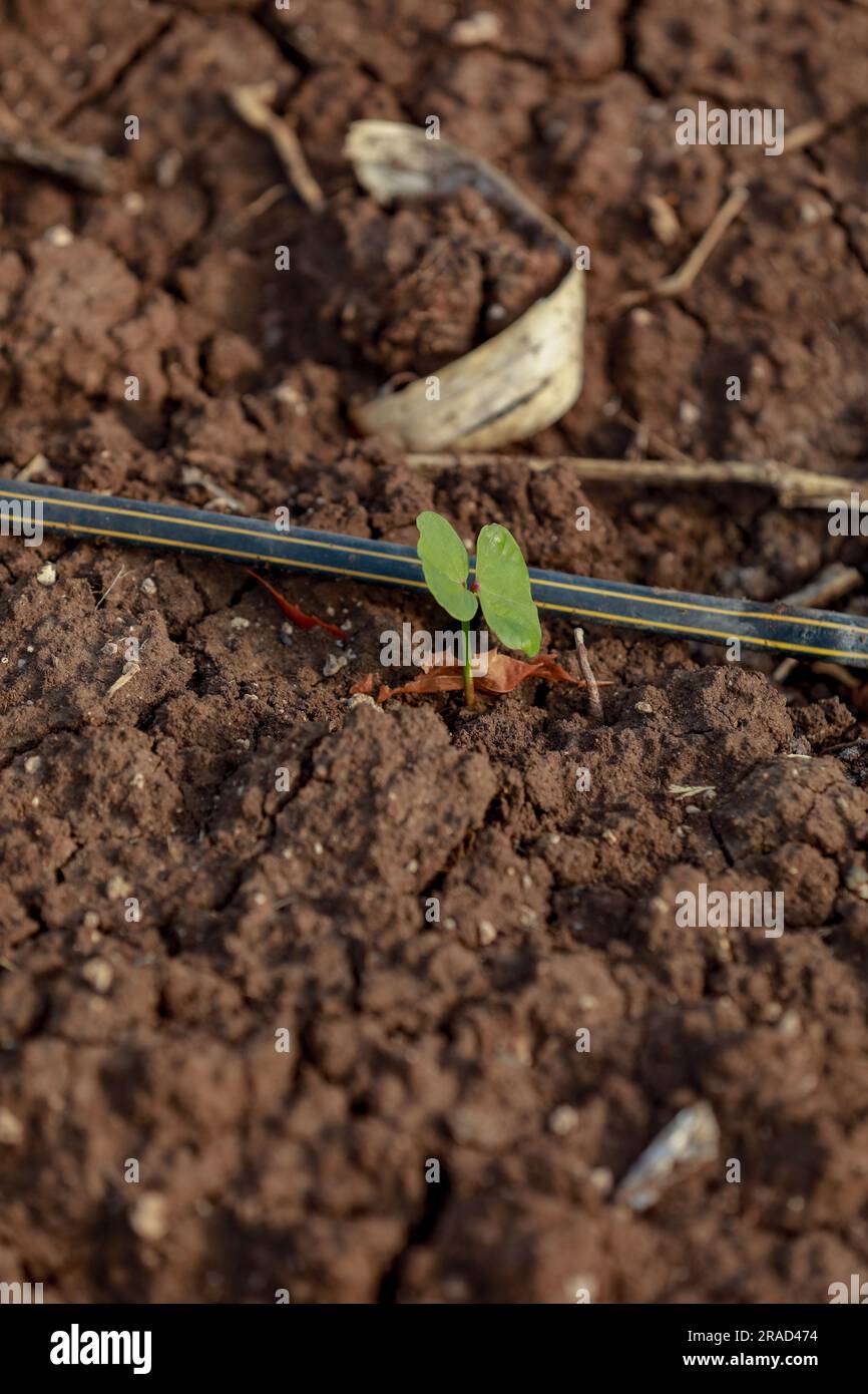 Albero indiano di cotone per bambini, piccola pianta cresce in fattoria Foto Stock