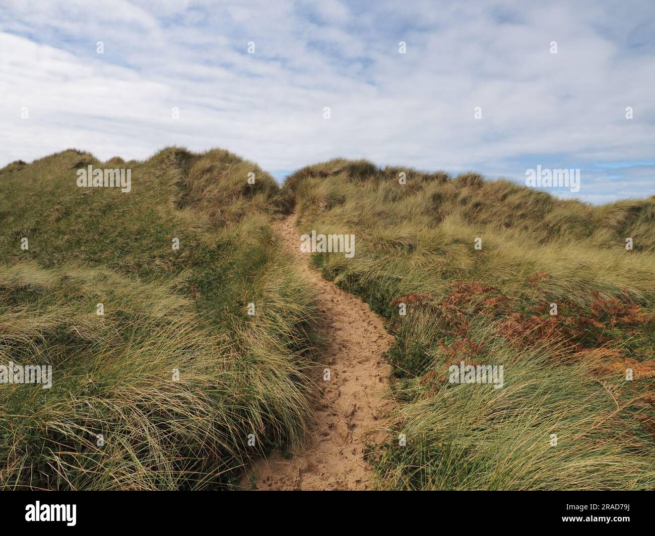 Percorso attraverso le dune di sabbia con erba di Maram, penisola di Gower, Galles Foto Stock