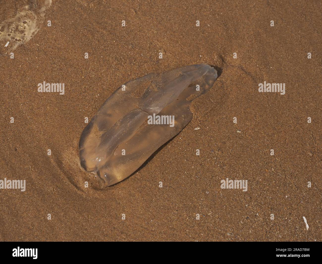 Meduse arenate sulla spiaggia, Rhossili Bay, Gower Peninsula, Galles Foto Stock