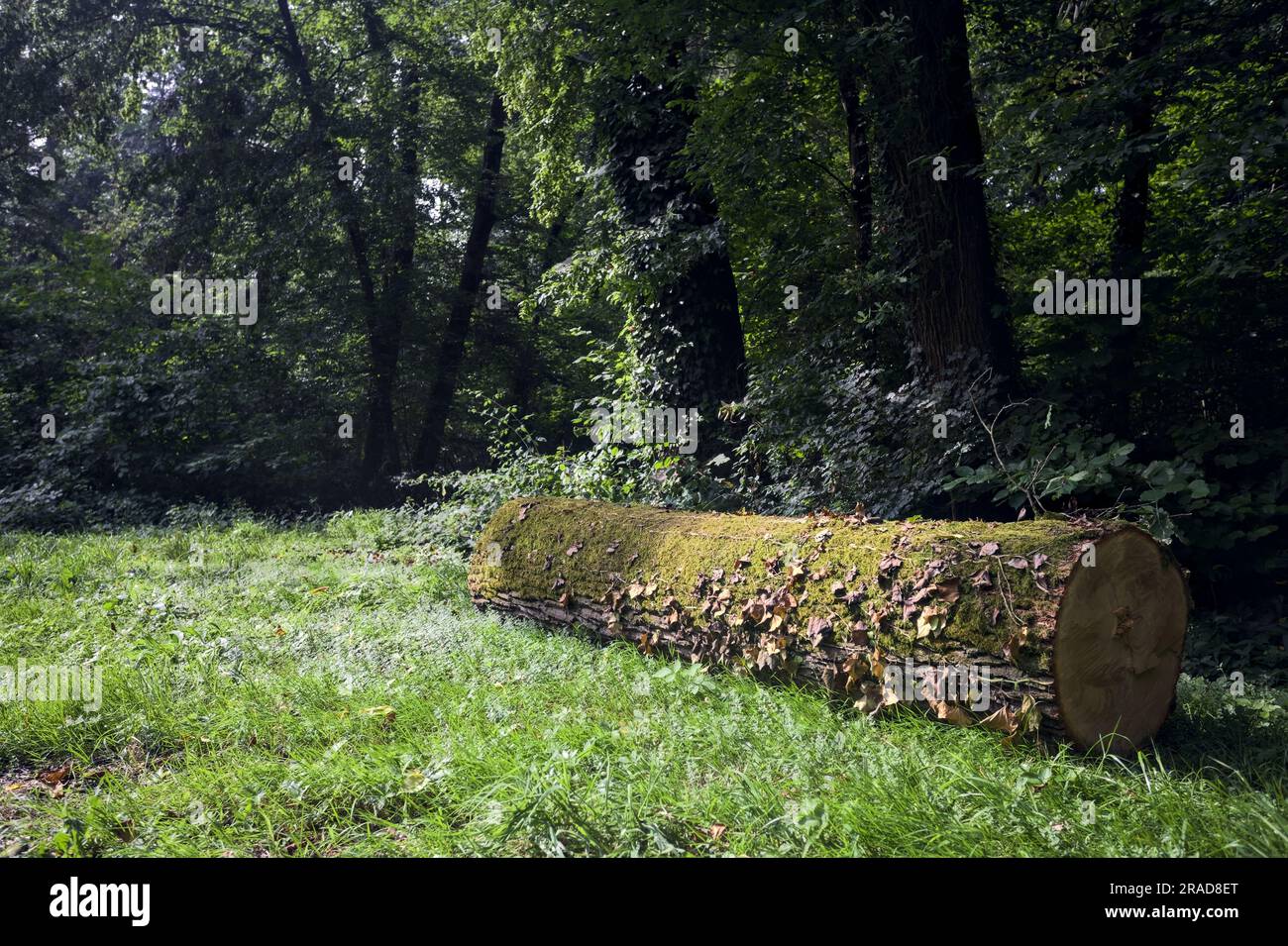 In una giornata di sole nella campagna italiana, potrai districarti con l'edera sul prato in una foresta Foto Stock