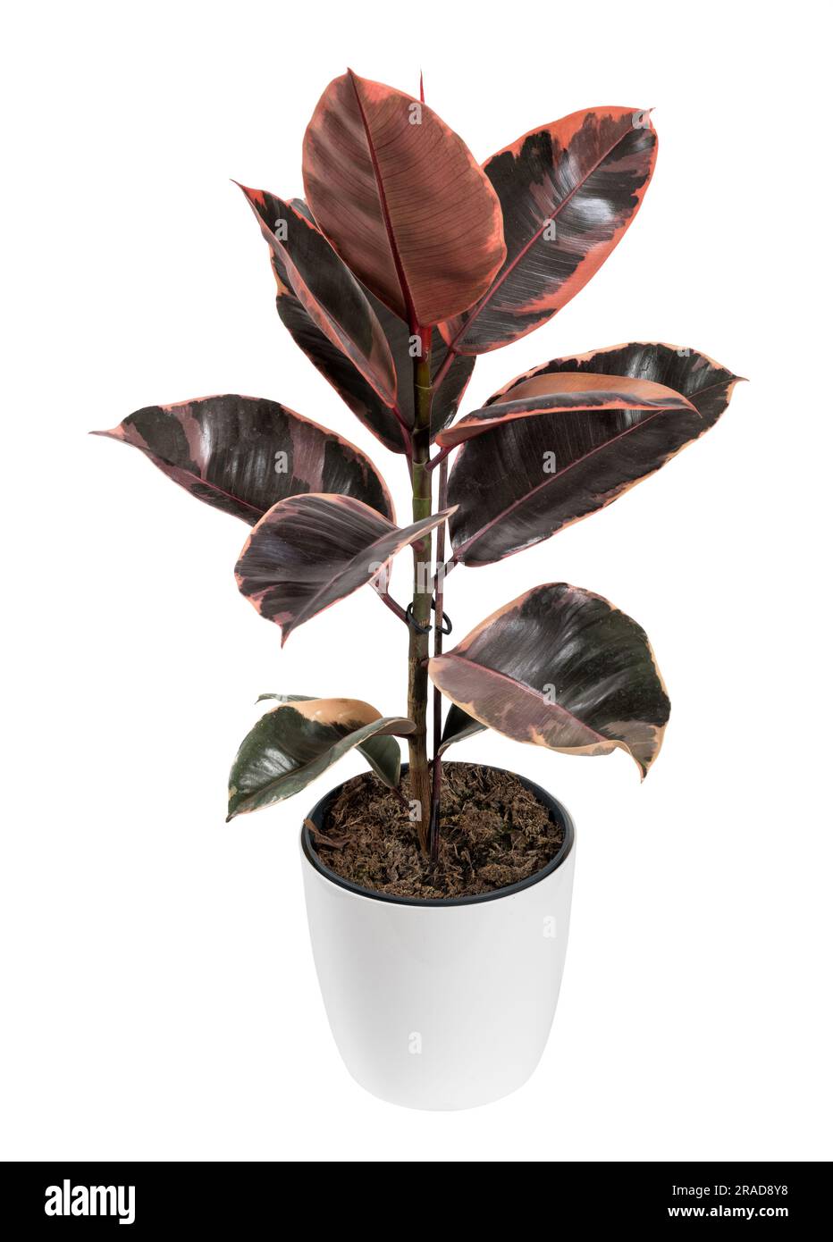 rubino Ficus elastica con foglie rosse e verdi che crescono in vaso di ceramica bianca isolato su fondo bianco Foto Stock