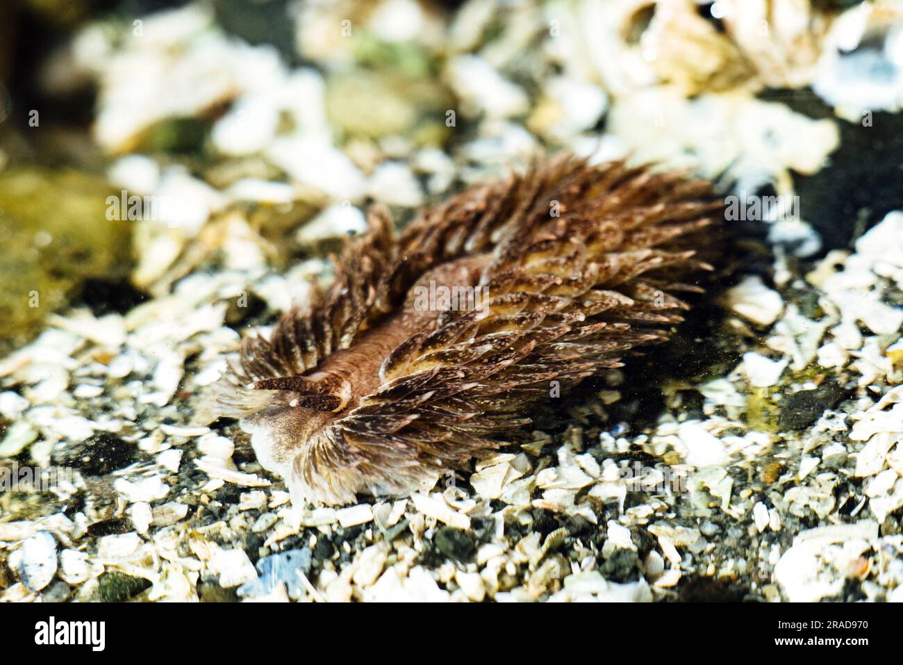 Primo piano di un Shaggy mouse Nudibranch sott'acqua in una piscina con maree. Foto Stock