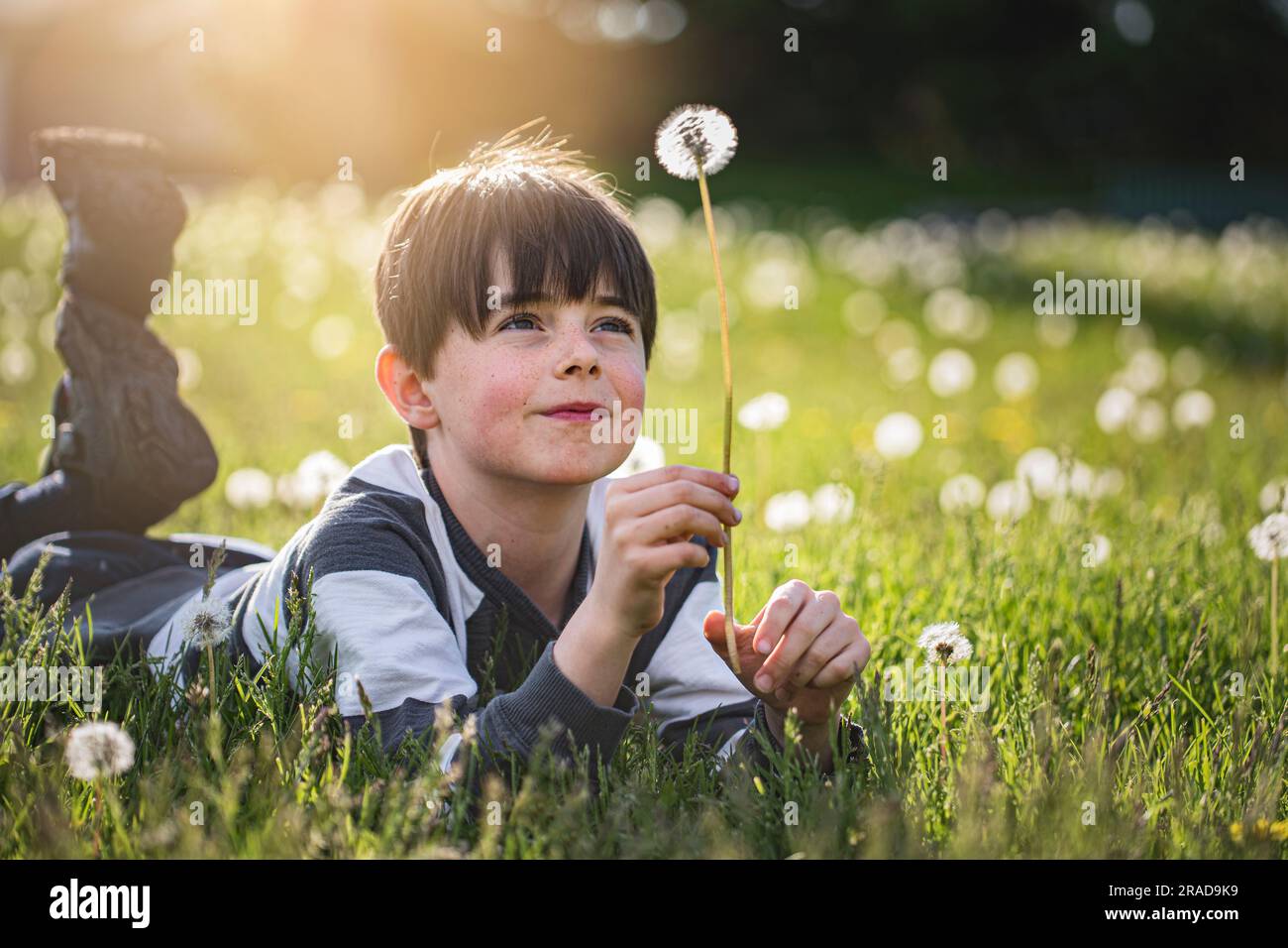 Ragazzo steso sull'erba che guarda un soffice fiore di dente di leone che sta tenendo in mano Foto Stock
