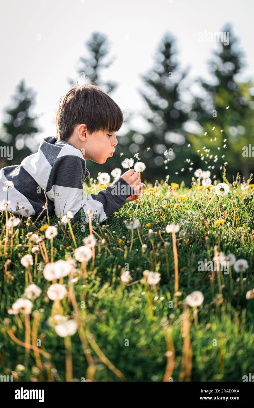 Giovane ragazzo che si stende sull'erba soffiando i semi da un fiore di tarassolo. Foto Stock