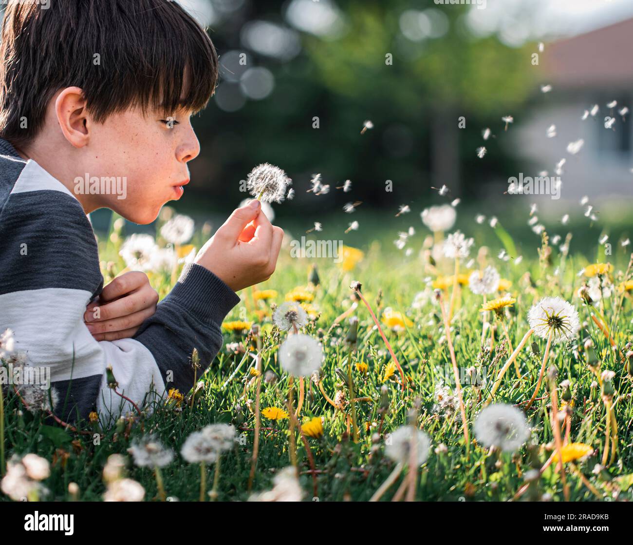Primo piano di un giovane ragazzo che soffiava i semi da un fiore di tarassio. Foto Stock