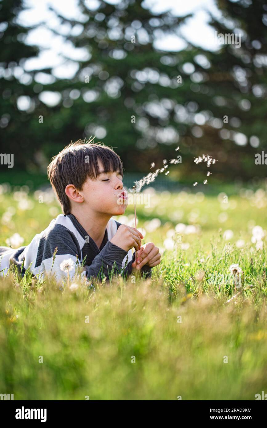Giovane ragazzo che si stende sull'erba soffiando i semi da un fiore di tarassolo. Foto Stock