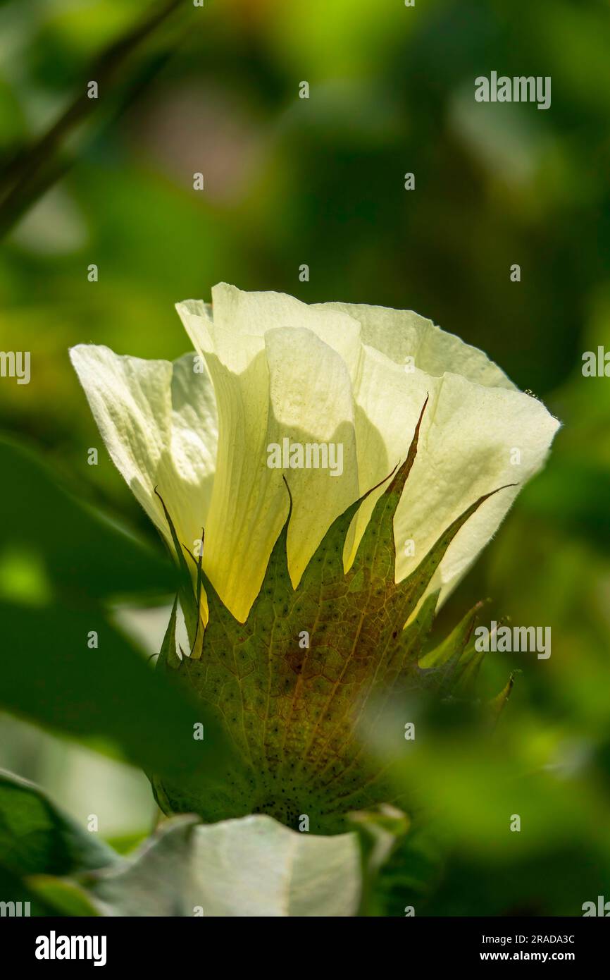 Delicati fiori di cotone giallo pallido da vicino tra le foglie verdi. Messa a fuoco selettiva. Israele Foto Stock