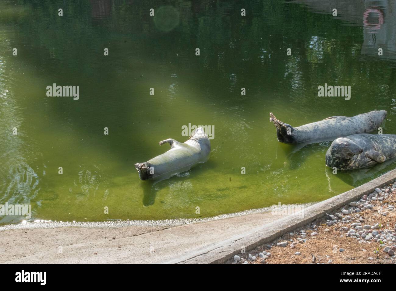 Scopri l'affascinante foca grigia, un mammifero marino che vive nell'Oceano Atlantico settentrionale. Visita il giardino zoologico di Varsavia per osservare queste maestose Foto Stock