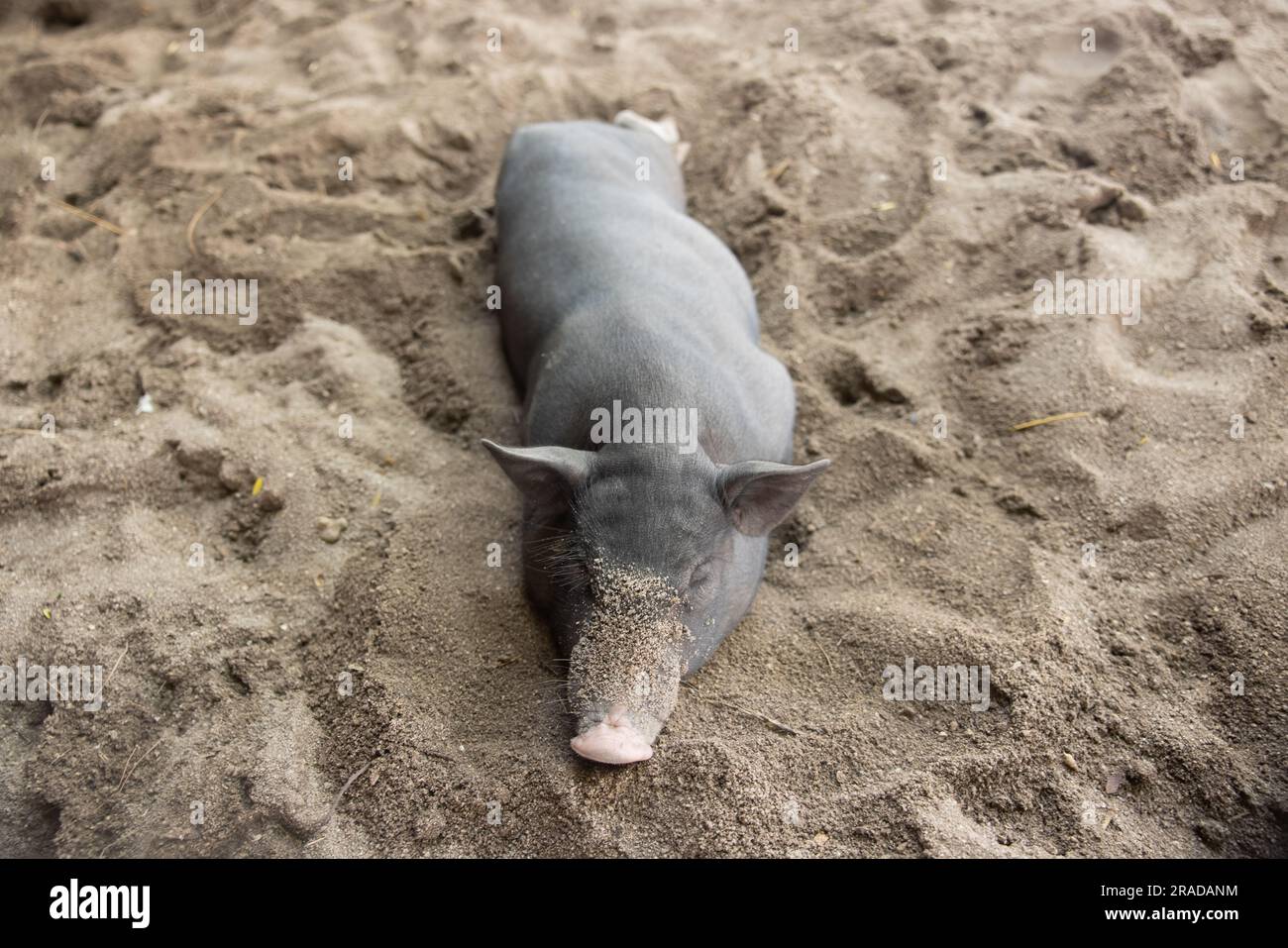 Maiale che dorme nella sabbia a Pig Island, Thailandia Foto Stock