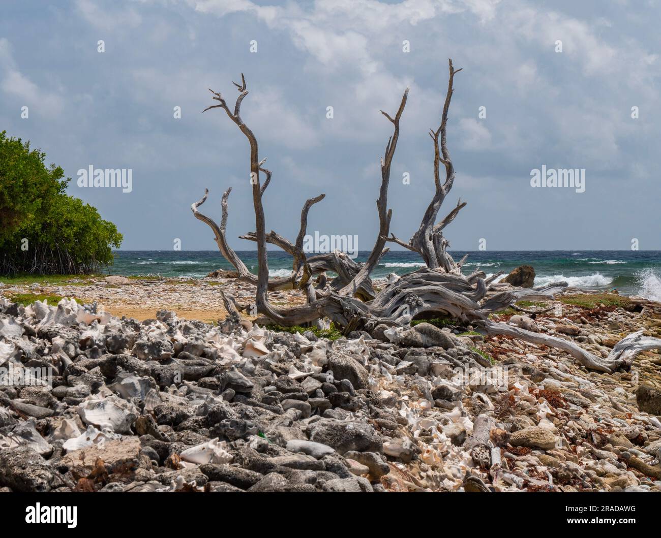 Opere d'arte di alberi morti lavati a Lac Bay, Bonaire. In primo piano le grandi pietre e le conchiglie. E c'è anche un pezzo di Mangrove da vedere. Foto Stock