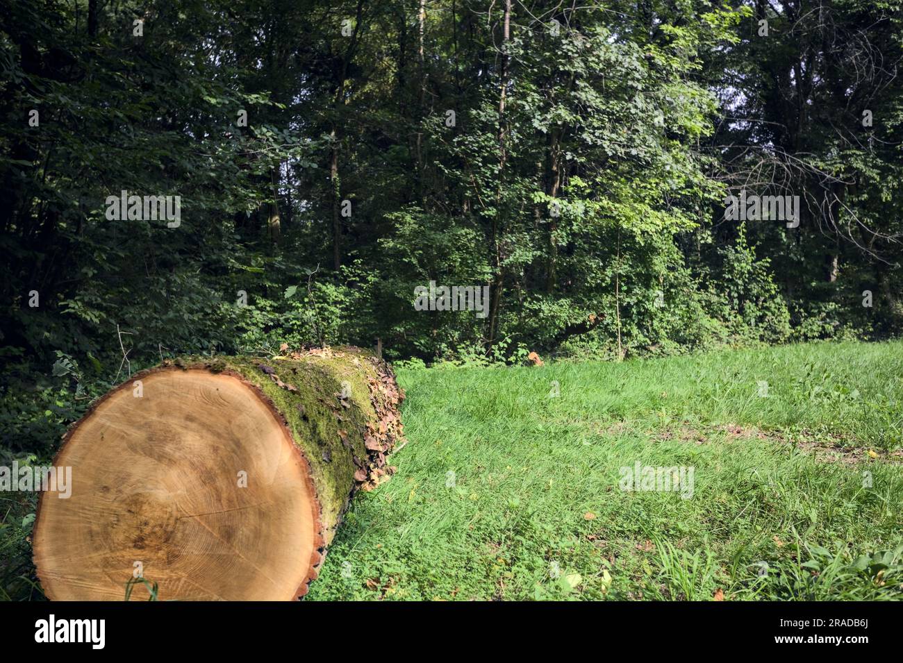 In una giornata di sole nella campagna italiana, potrai districarti con l'edera sul prato in una foresta Foto Stock