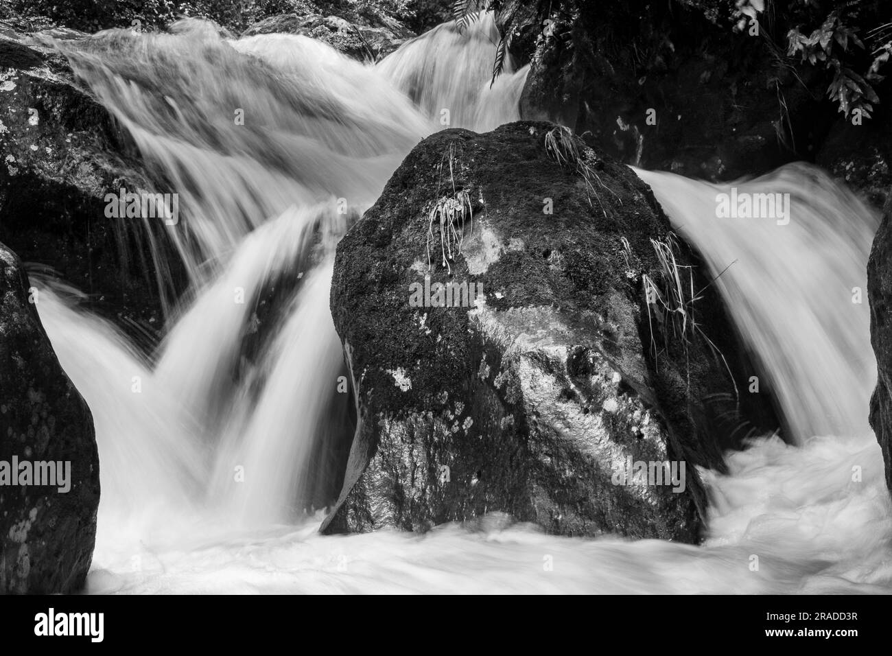 Le rapide di Waione Stream, una sosta a cascata sul Pureora-Ongarue Timber Trail vicino a Taumarunui, nella King Country, Isola del Nord, nuova Zelanda. Foto Stock