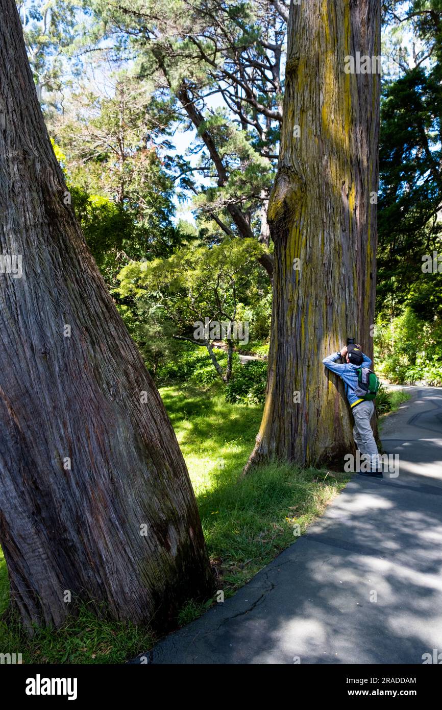 Un giovane adolescente scatta fotografie con una fotocamera semiprofessionale SLR nel giardino botanico di Wellington, a Kelburn Hill, Wellington, nuova Zelanda Foto Stock