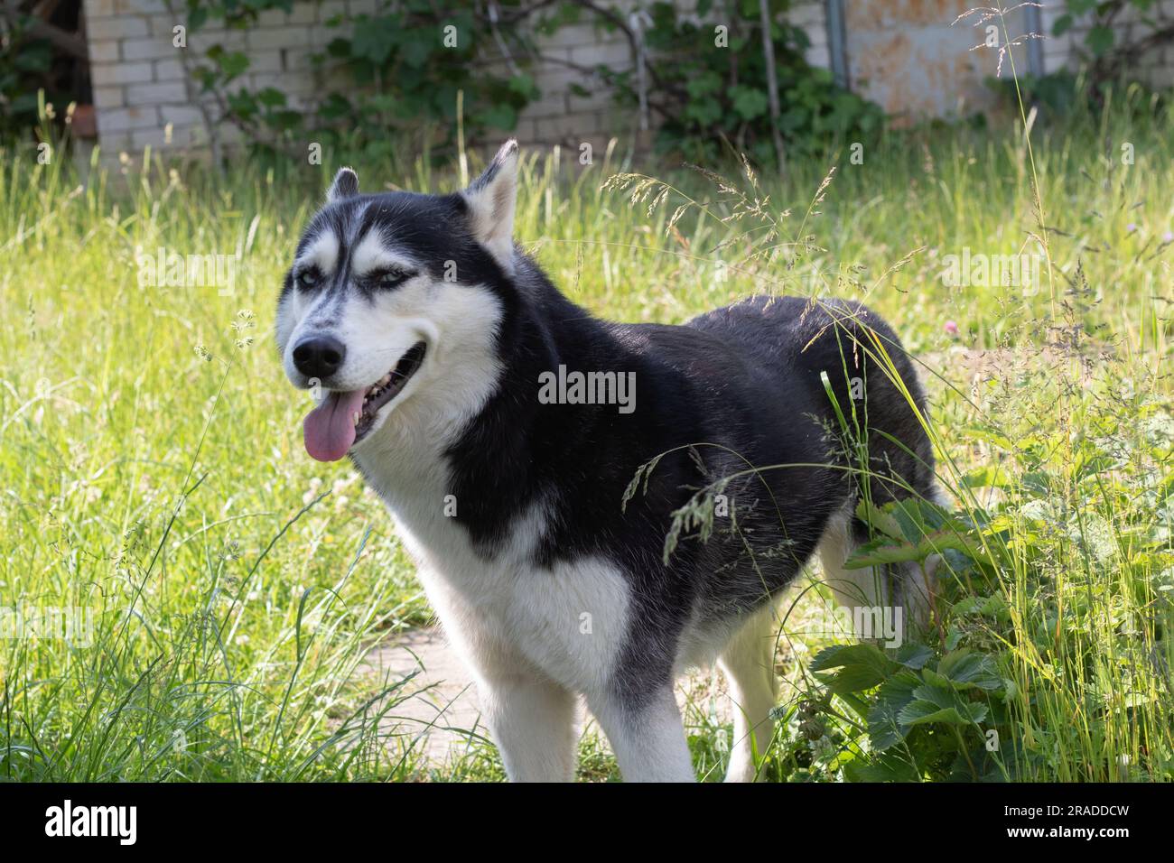 foto di un cane in piedi sul percorso con la lingua fuori che guarda la fotocamera Foto Stock