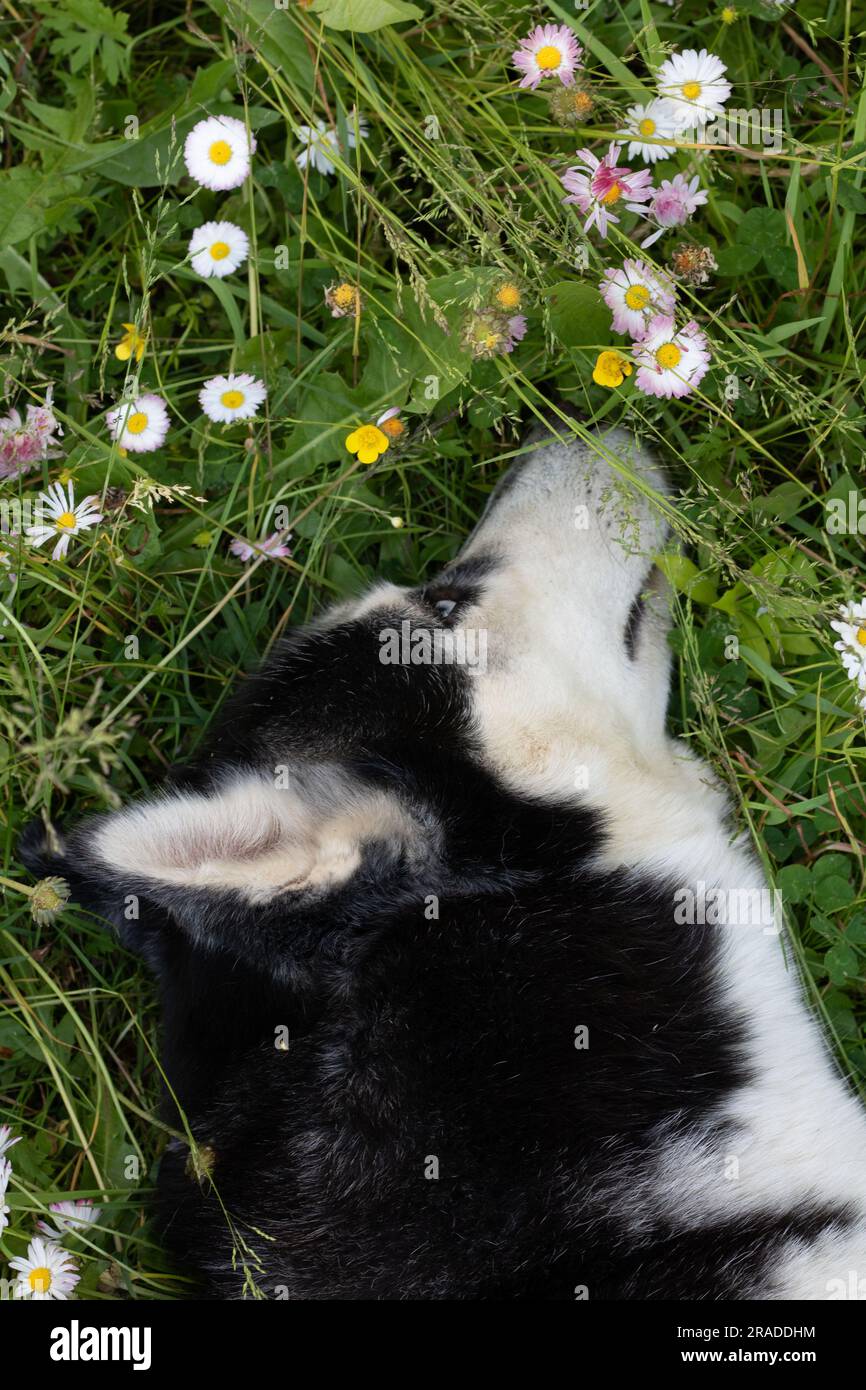 Foto di un cane Husky sdraiato sull'erba e annusare margherite, vista dall'alto Foto Stock