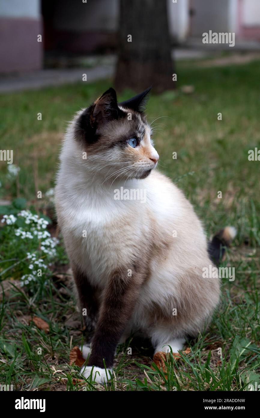 foto di un gatto seduto su un prato verde, che guarda lontano Foto Stock