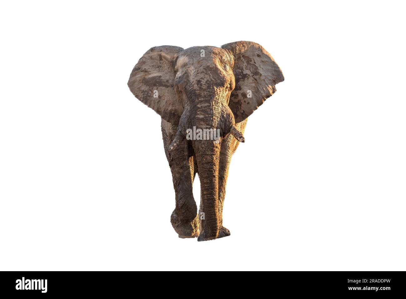 Un fango-oggetto dell' elefante africano a camminare in una strada verso la telecamera nel Mpumalanga Provincia del Sud Africa Foto Stock