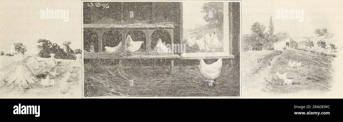 ALLEVAMENTI DI UOVA DEL RHODE ISLAND, ALLEVAMENTO DI POLLAME E COLONIA DI LITTLE COMPTON Foto Stock