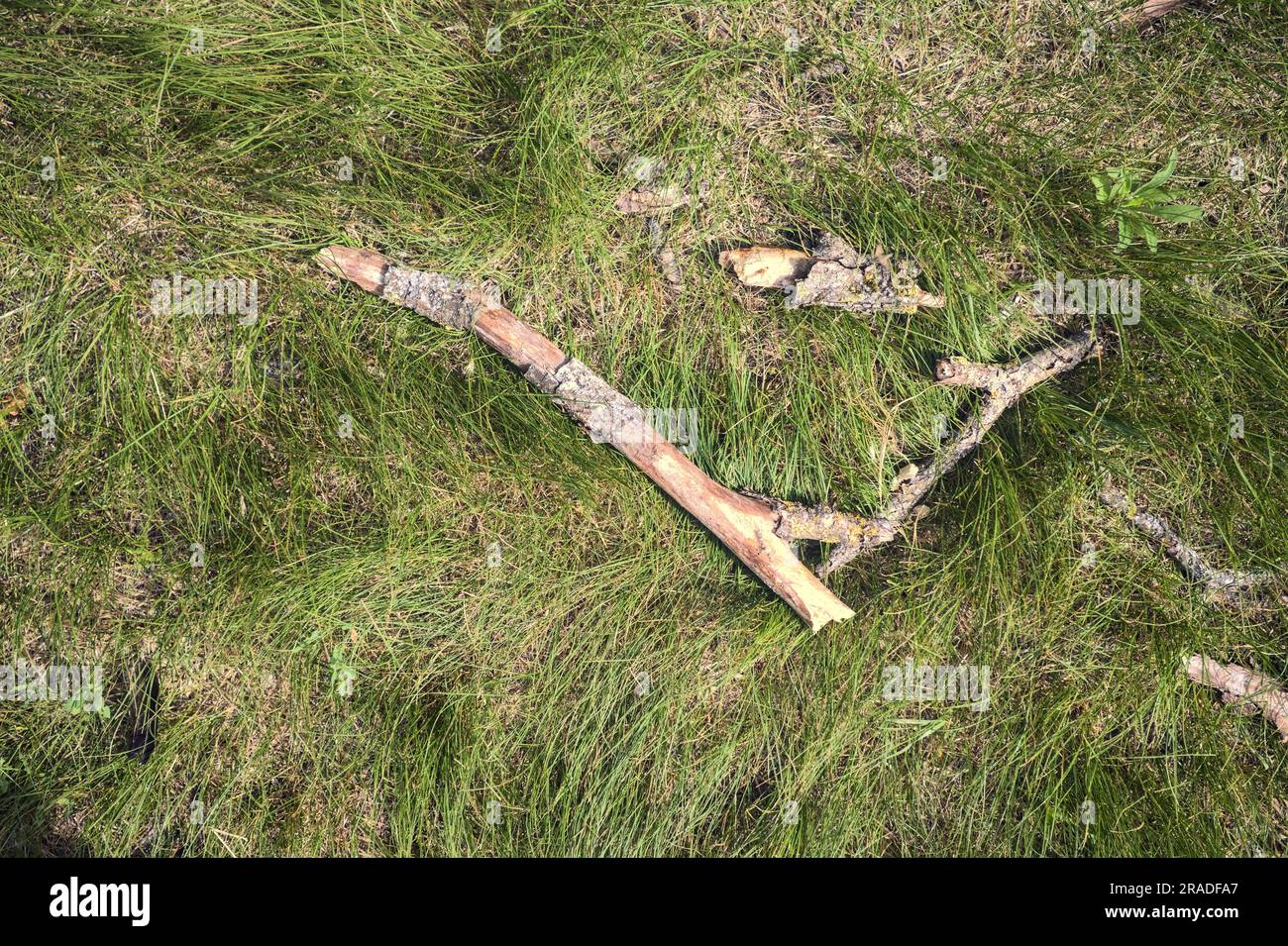 Bastoncini di legno sull'erba visti dall'alto Foto Stock