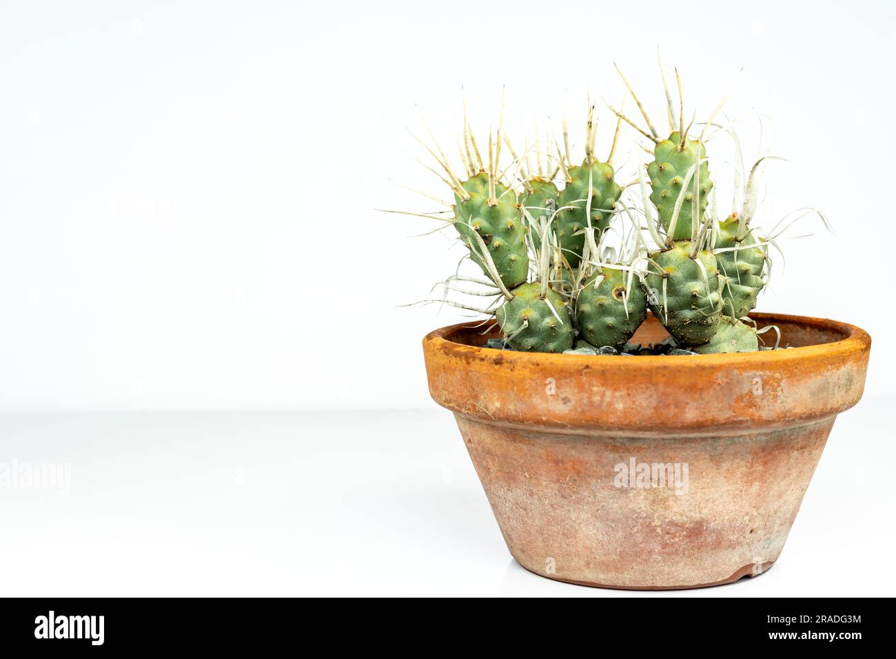 Opuntia articulata, cactus di carta dorsale in un vaso di argilla isolato su sfondo bianco Foto Stock