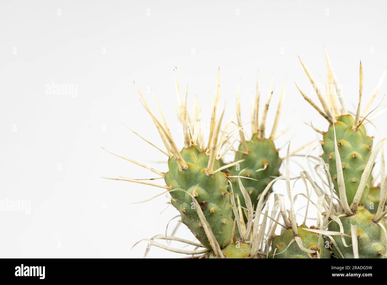 Cactus del dorso di carta su sfondo bianco con spazio per la copia. Foto Stock