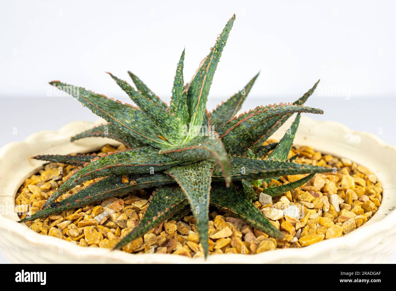 Pianta ibrida di aloe in pot primo piano. Fuoco selettivo. Foto Stock