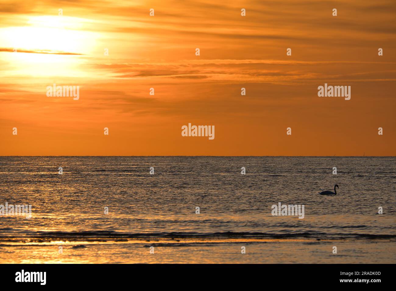 Tramonto, cigni che nuotano nel mare illuminato. Onde luminose. Isola di Poel sul Mar Baltico. Foto della natura dalla costa Foto Stock