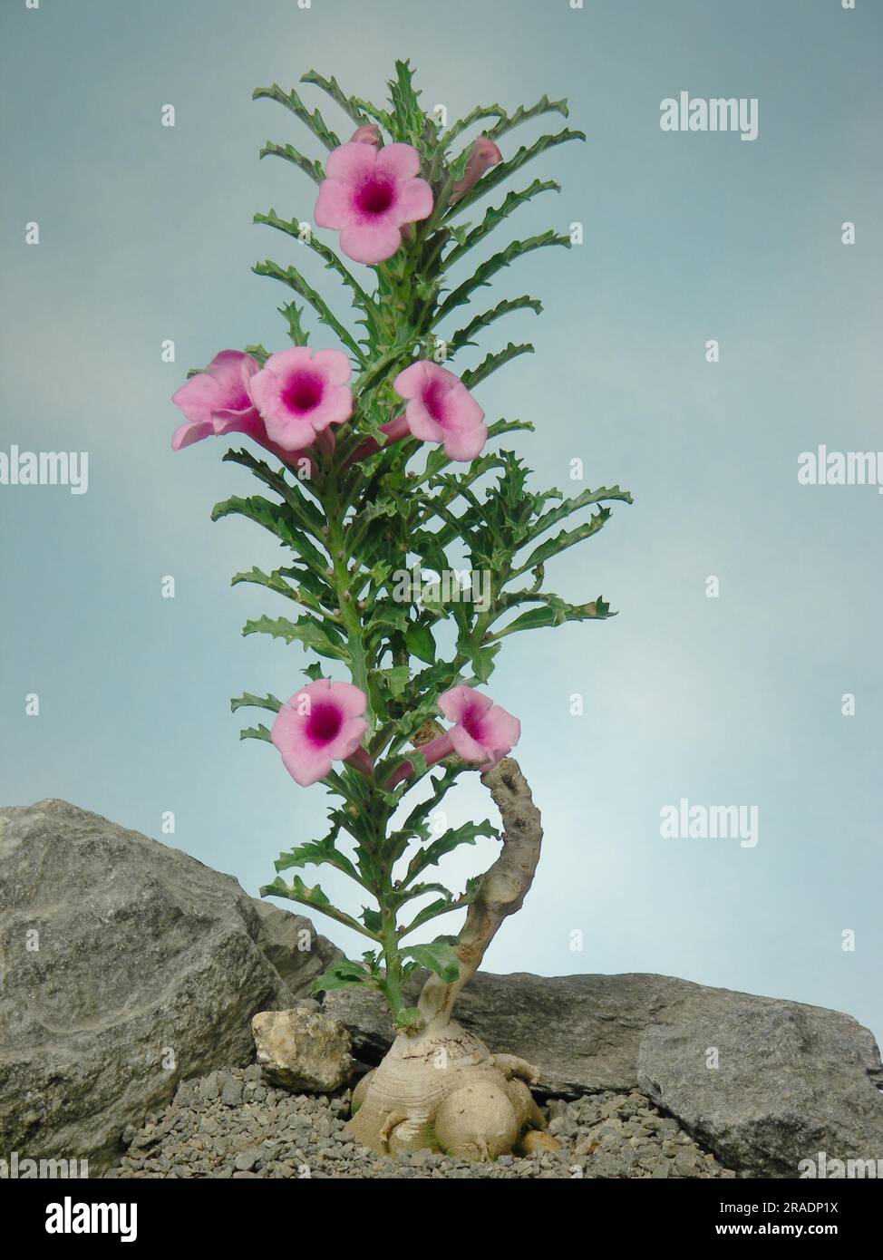 Pterodiscus speciosus Foto Stock