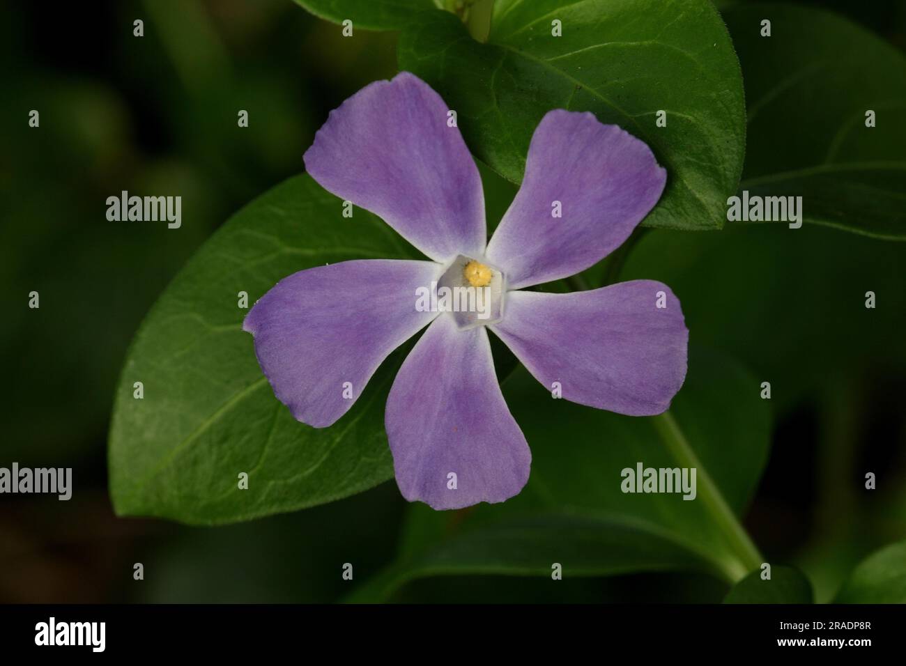 Grande Periwinkle Foto Stock