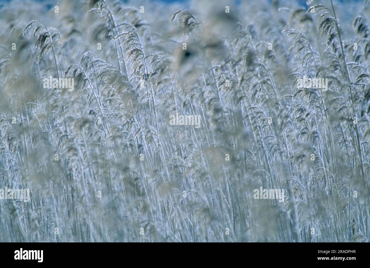 Reed con ghiaccio Foto Stock