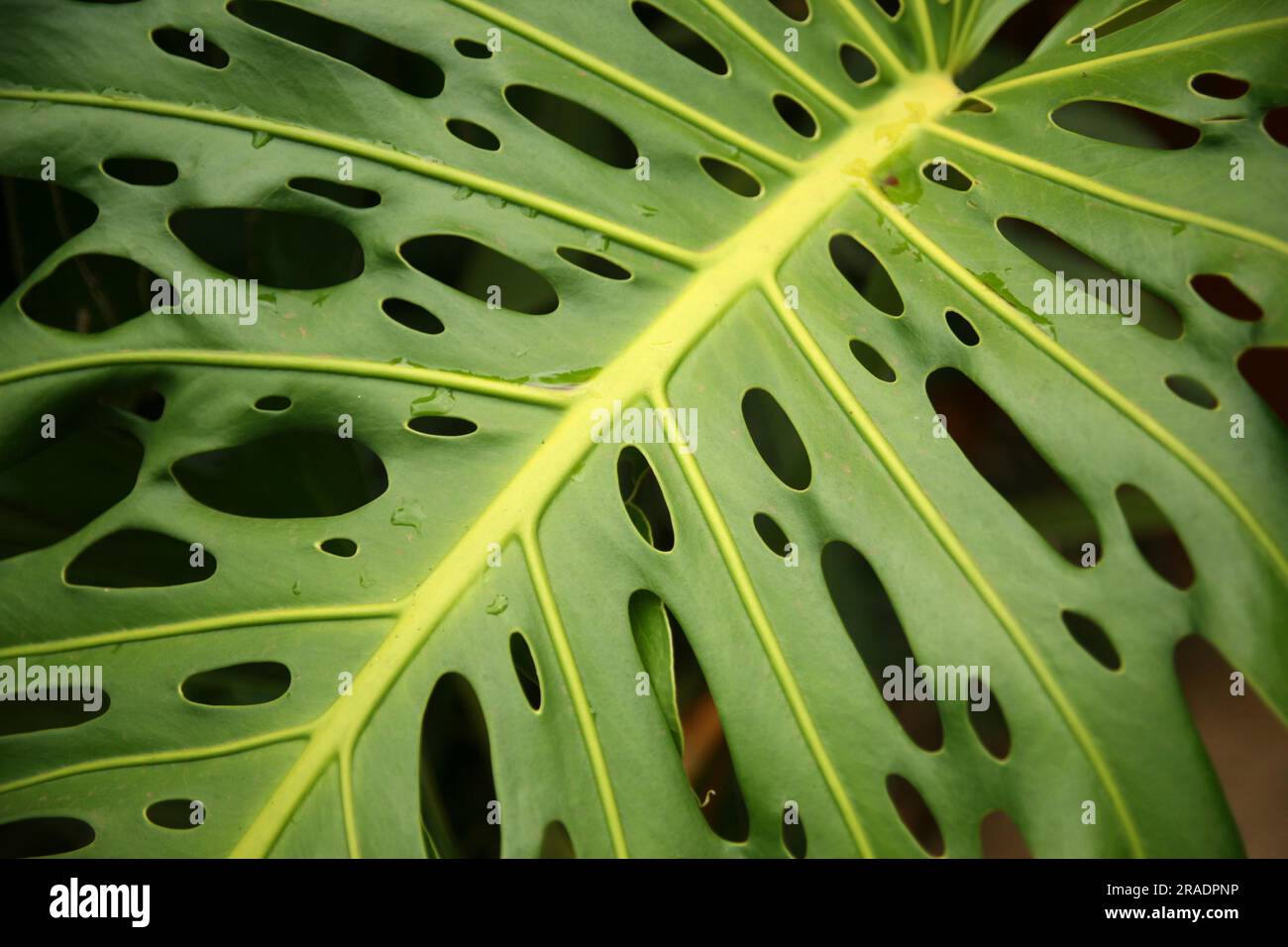L'opera d'arte della natura Foto Stock