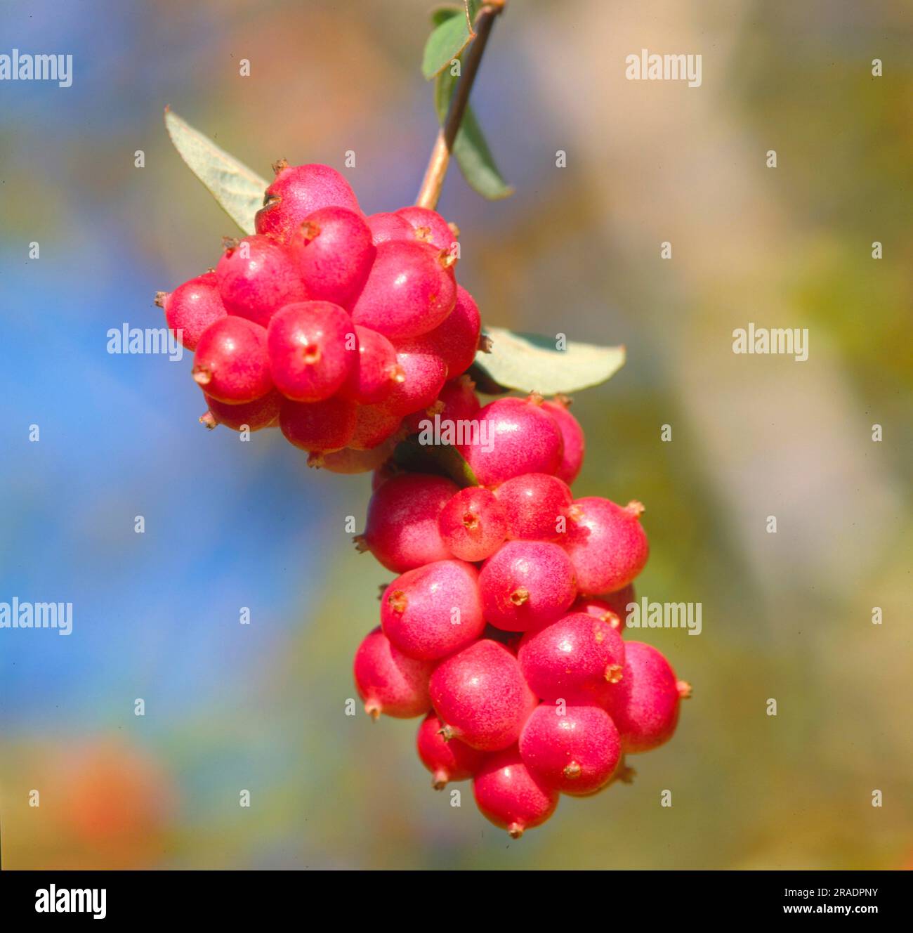Snowberry (Symphoricarpos) orbiculatus Foto Stock