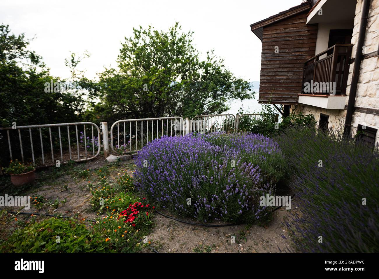 Fiori di lavanda nel giardino con casa in legno sullo sfondo. Foto Stock