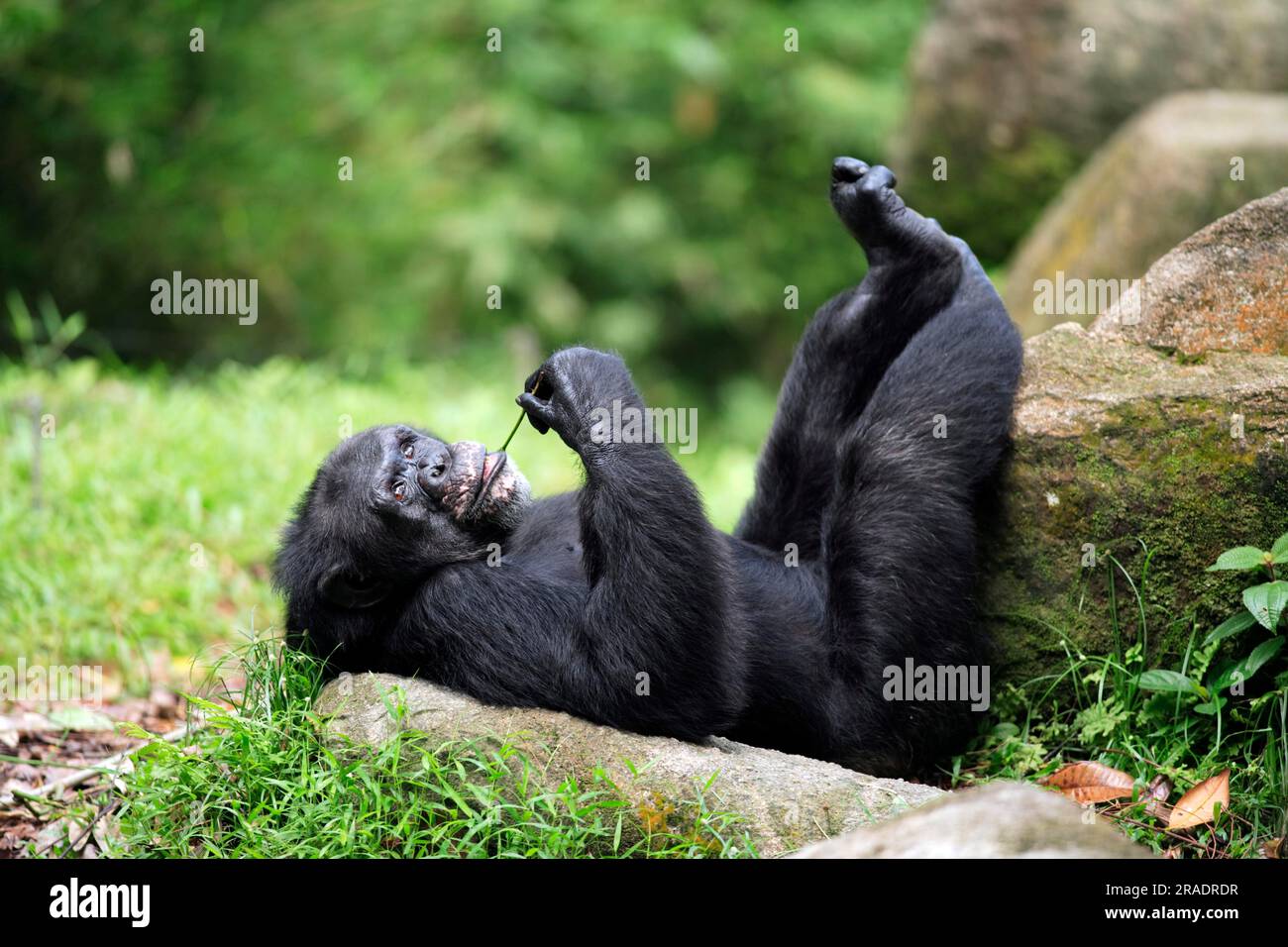 Scimpanzé centrale (Pan troglodytes troglodytes), adulto, maschio, sdraiato, scimpanzé a riposo, Pan (troglodytes troglodytes) Chimpanzee, maschio, bugiardo Foto Stock