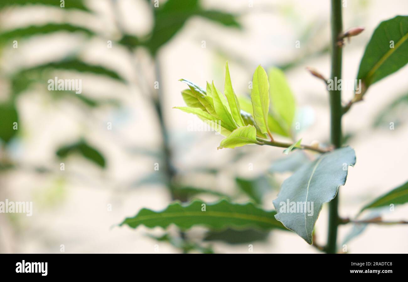 Albero di erbe tropicali - Bay Leaf, la pianta ricca di aromi utilizzata come ingrediente in molti alimenti Foto Stock