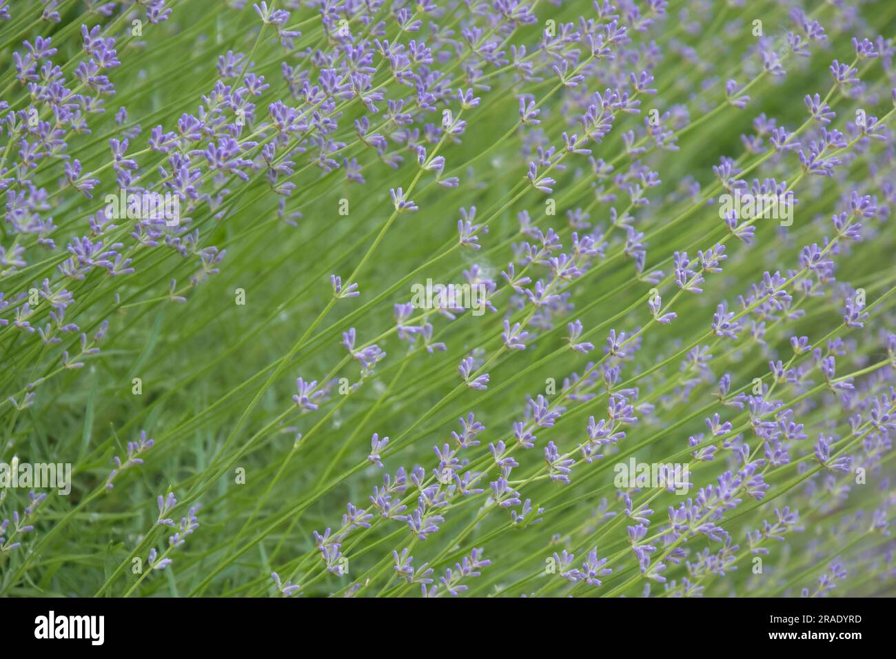 Fiori di lavanda profumati in giardino, full frame. Delicata attenzione ai fiori di lavanda viola. Ingrediente profumato, aromaterapia. Primo piano. Foto Stock