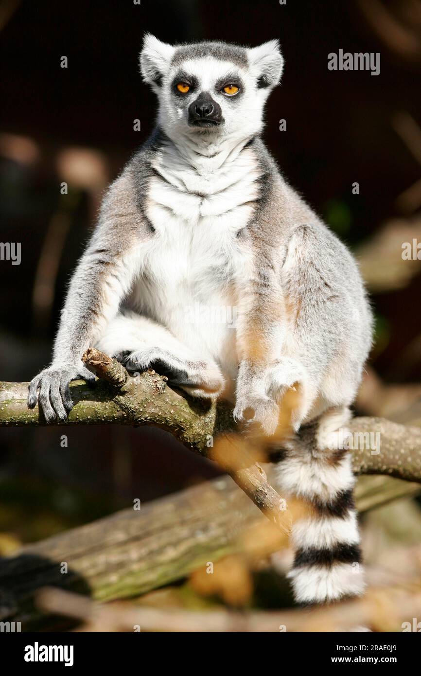 Lemure con coda ad anello (lemure catta), lemuro con coda ad anello Foto Stock