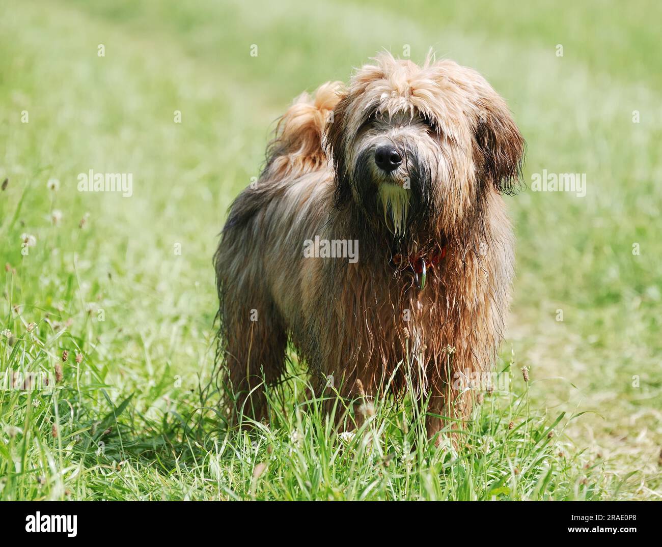 Giovane cucciolo tibetano terrier marrone Foto Stock