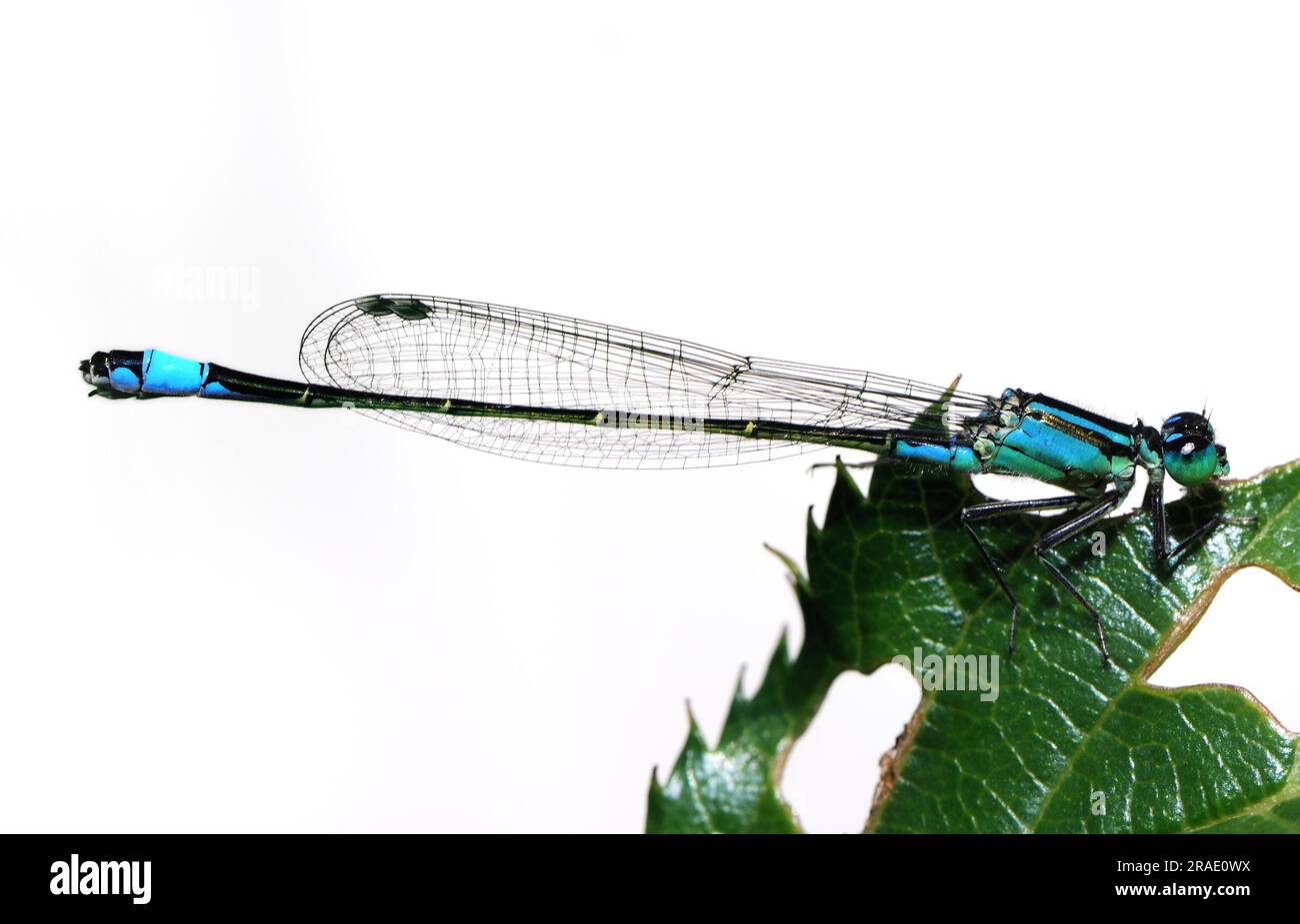 Damselfly seduto su una foglia, in parte isolato Foto Stock