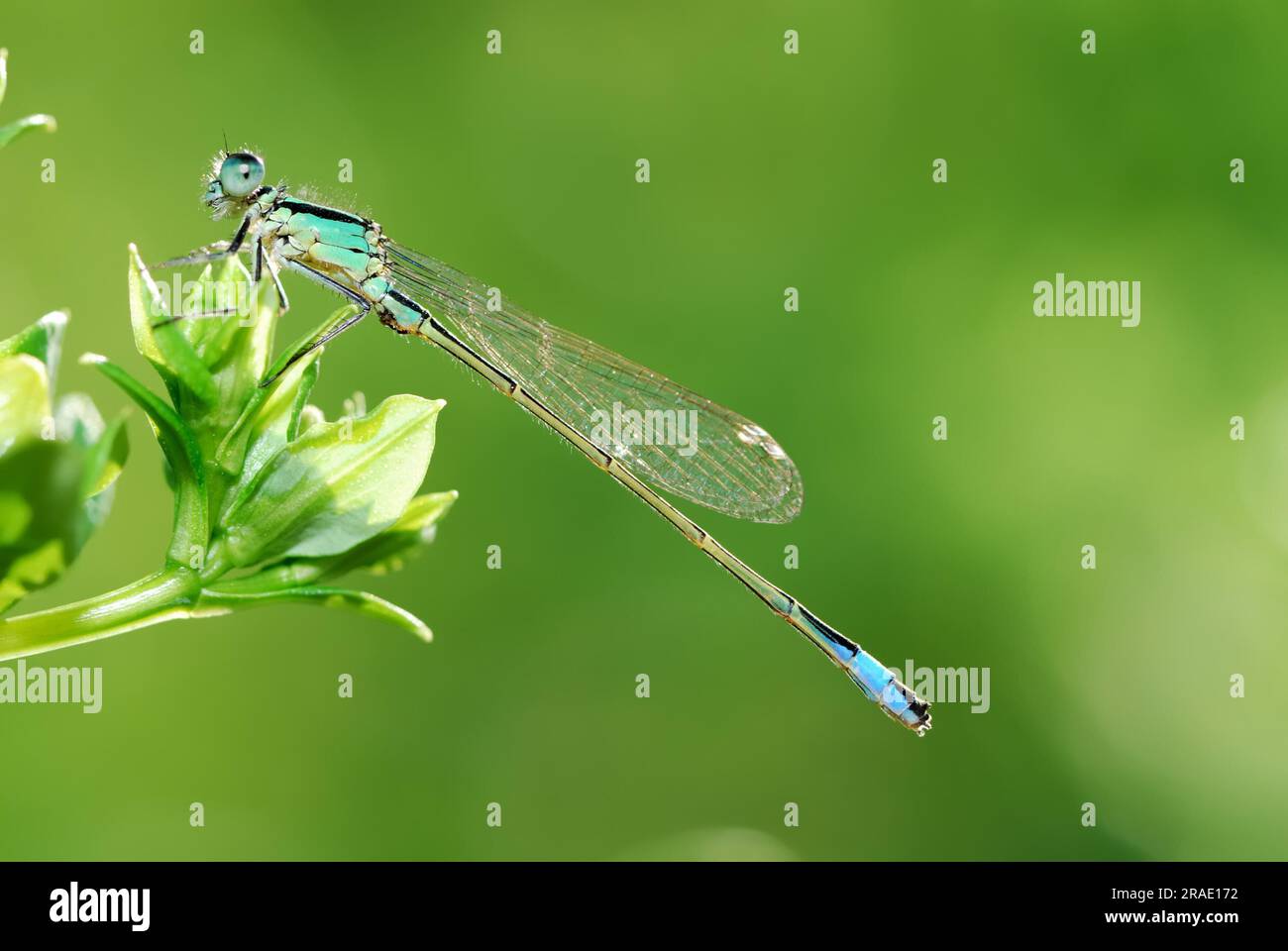 Damselfly seduto su una pianta Foto Stock