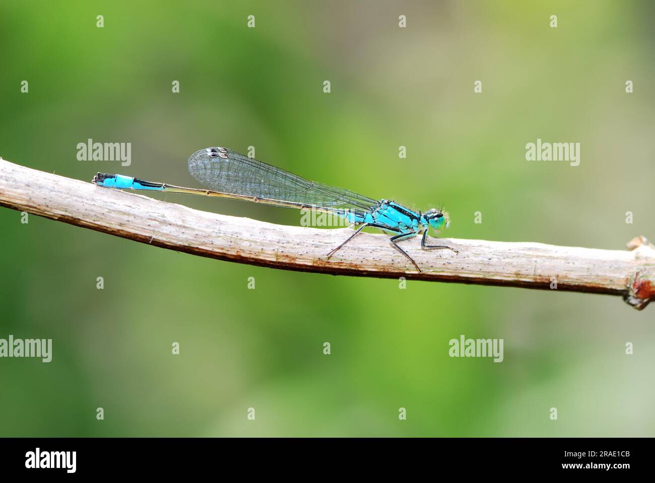Damselfly seduto su una filiale Foto Stock