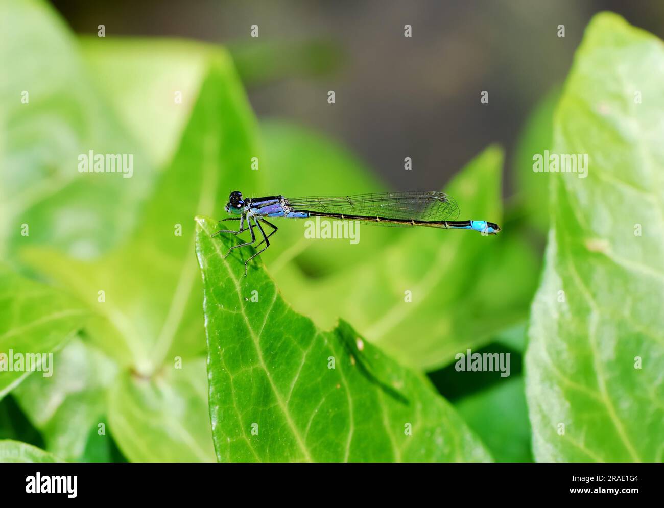 Damselfly seduto su una foglia Foto Stock