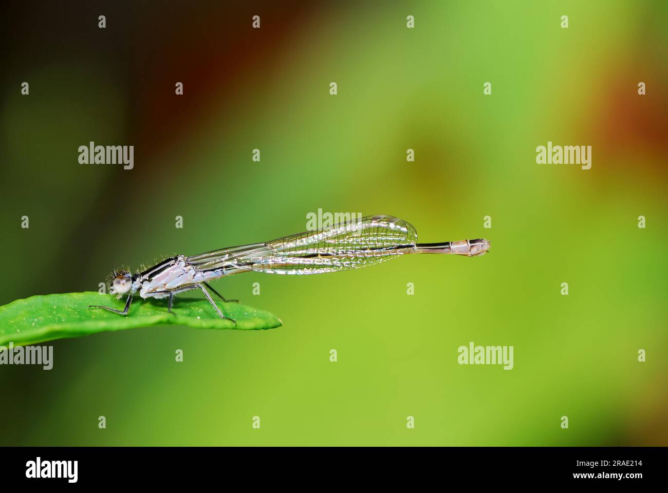 Damselfly seduto su una foglia Foto Stock