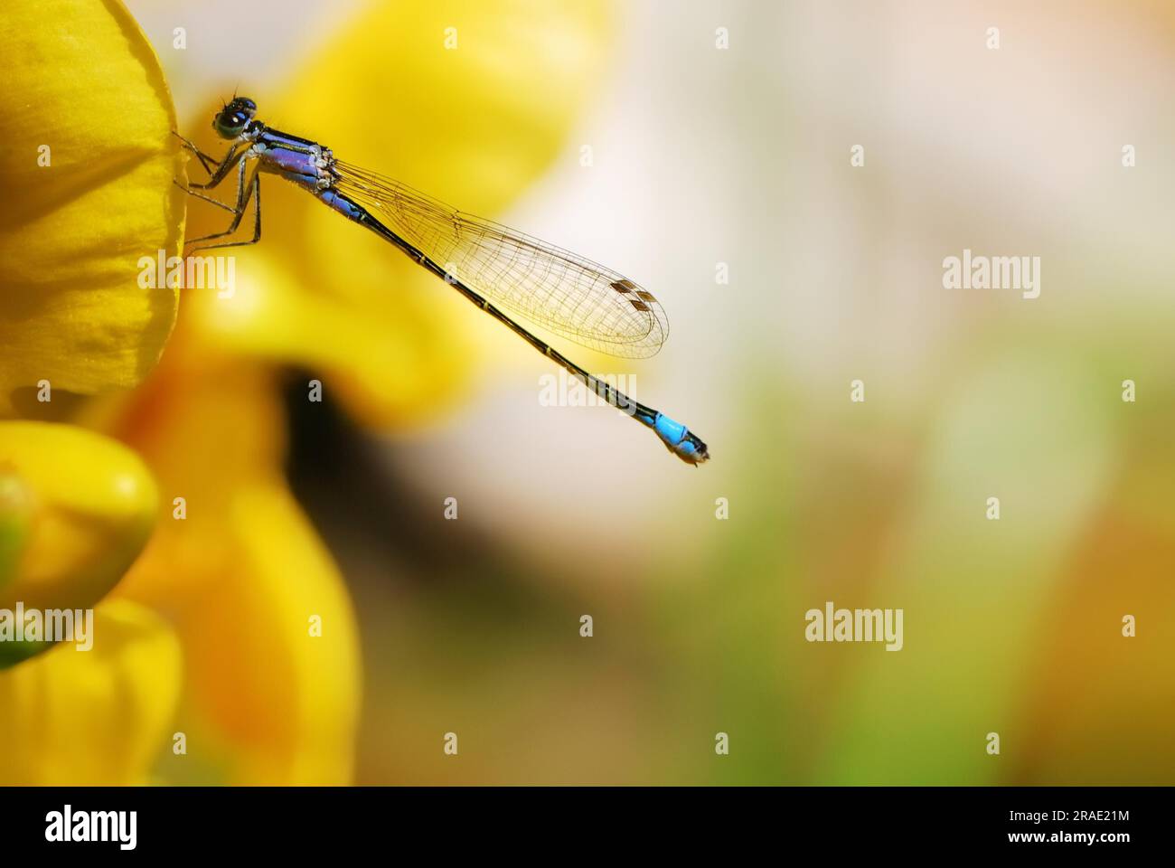 Damselfly su un fiore giallo Foto Stock