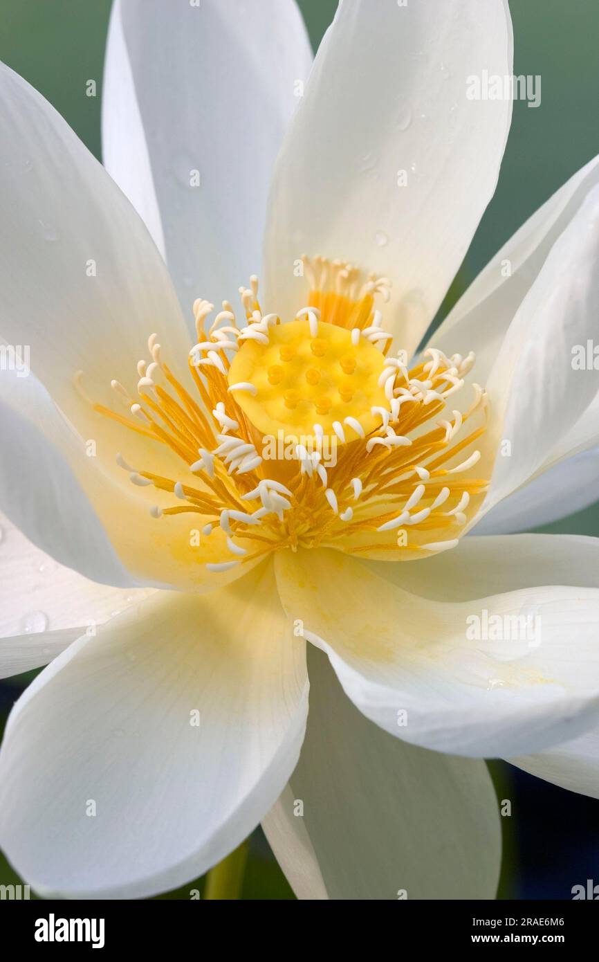 Lotos (Nelumbo), fiore di Lotos, Lotos (loto) Foto Stock