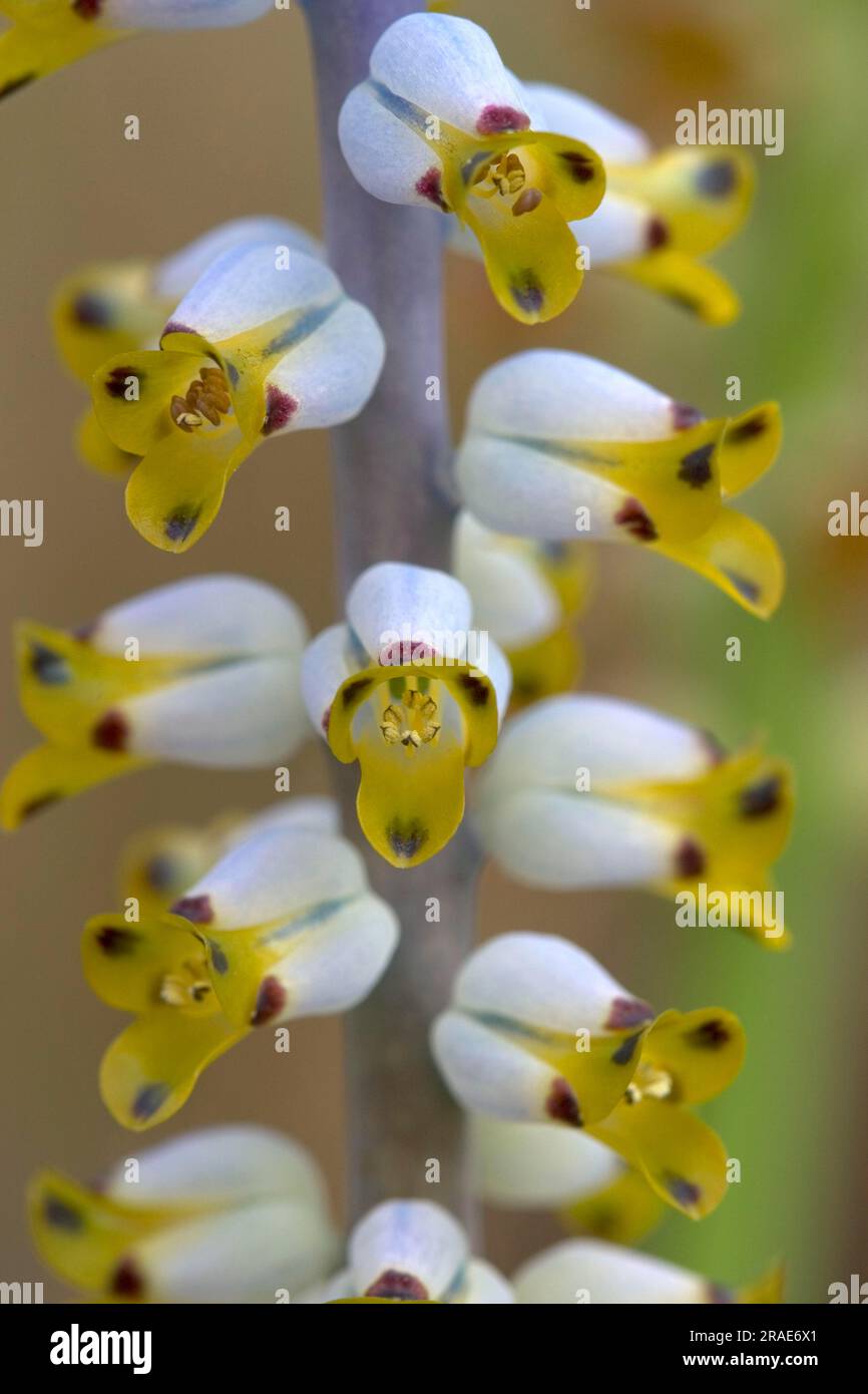 Campana del Capo (Lachenalia mutabilis) Foto Stock