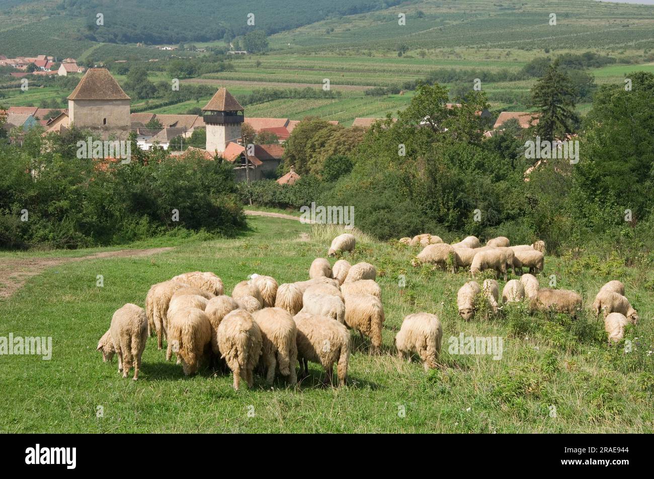 Pecore domestiche, pecore, Transilvania, Transilvania, pecore, Pecore, Calnic, Transilvania, Romania Foto Stock