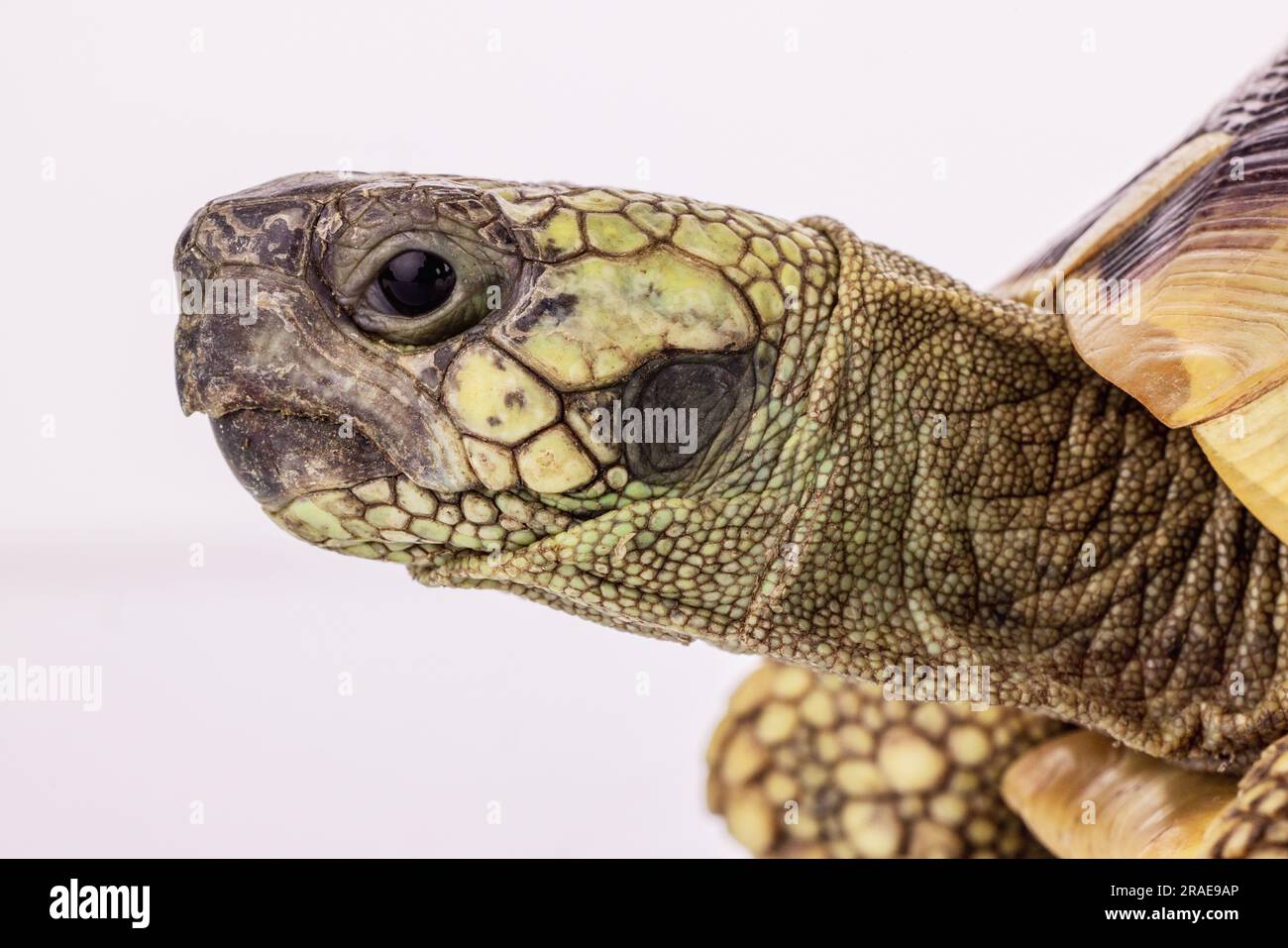 Turtle isolato su uno sfondo bianco Foto Stock