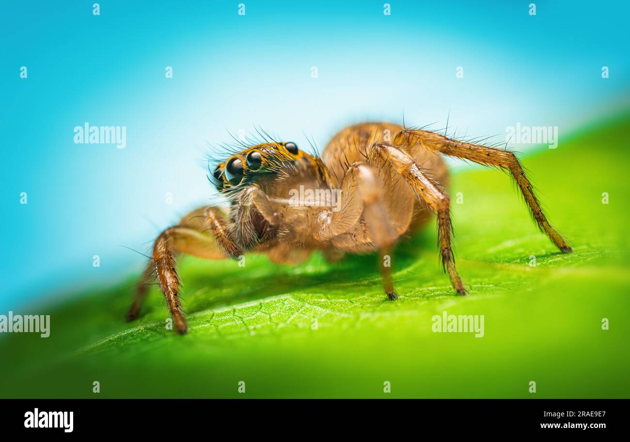 Primo piano macro del ragno saltato su una foglia verde Foto Stock